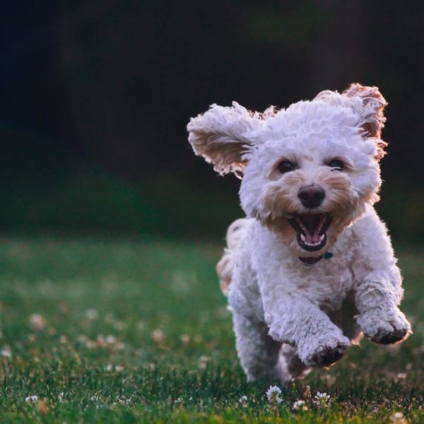 A small white dog with its mouth open runs towards the camera across a green meadow.