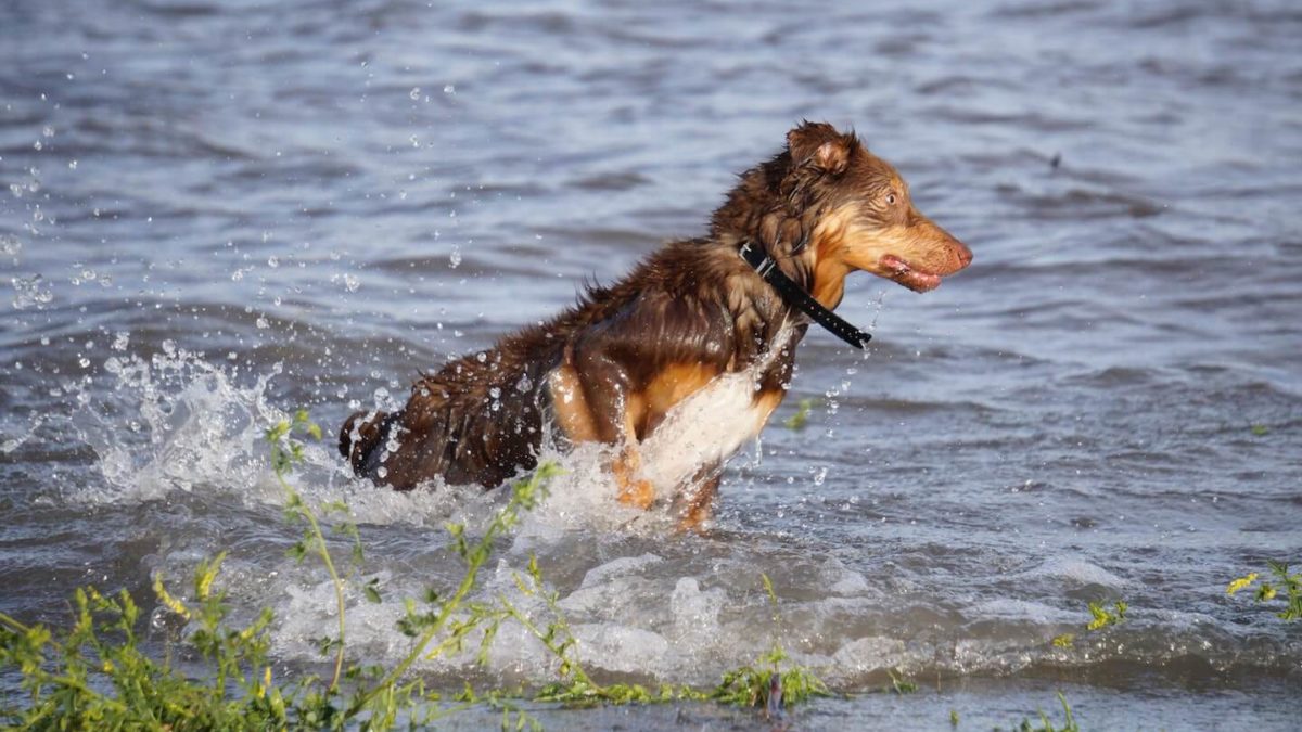Ein weiß-brauner Hund badet im Wasser eines Sees.