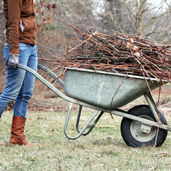 Woman pushes wheelbarrow with leafless branches over meadow