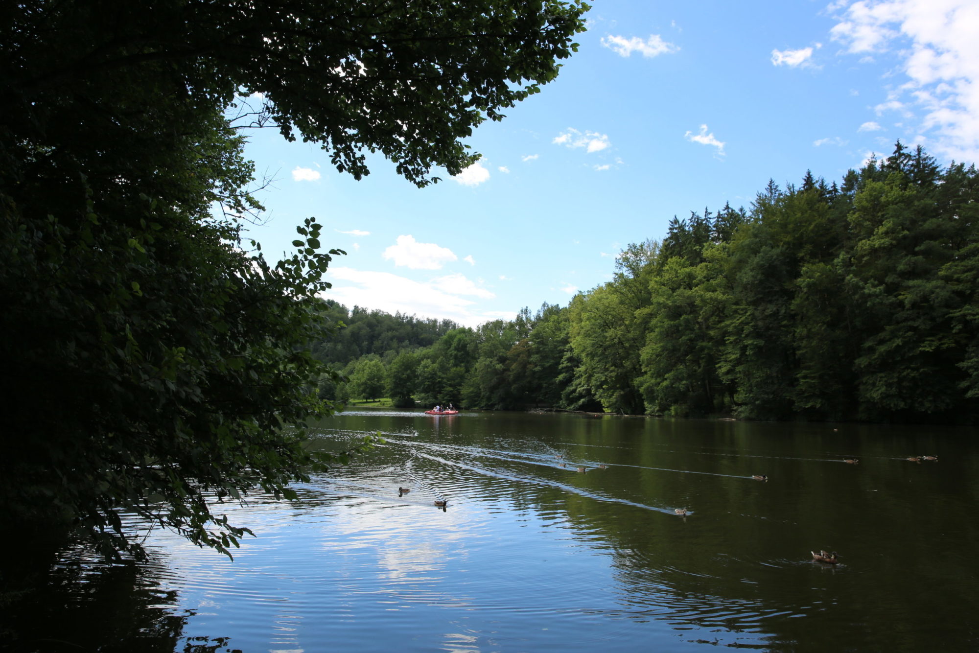Thalersee: Enten schwimmen in einer Linie über den See, im Hintergrund ist Tretboot sichtbar.