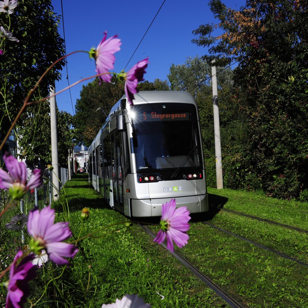 Garnitur der Linie 5 in Fahrtrichtung Steyrergasse fährt über Rasengleis, im Vordergrund violette Blumen