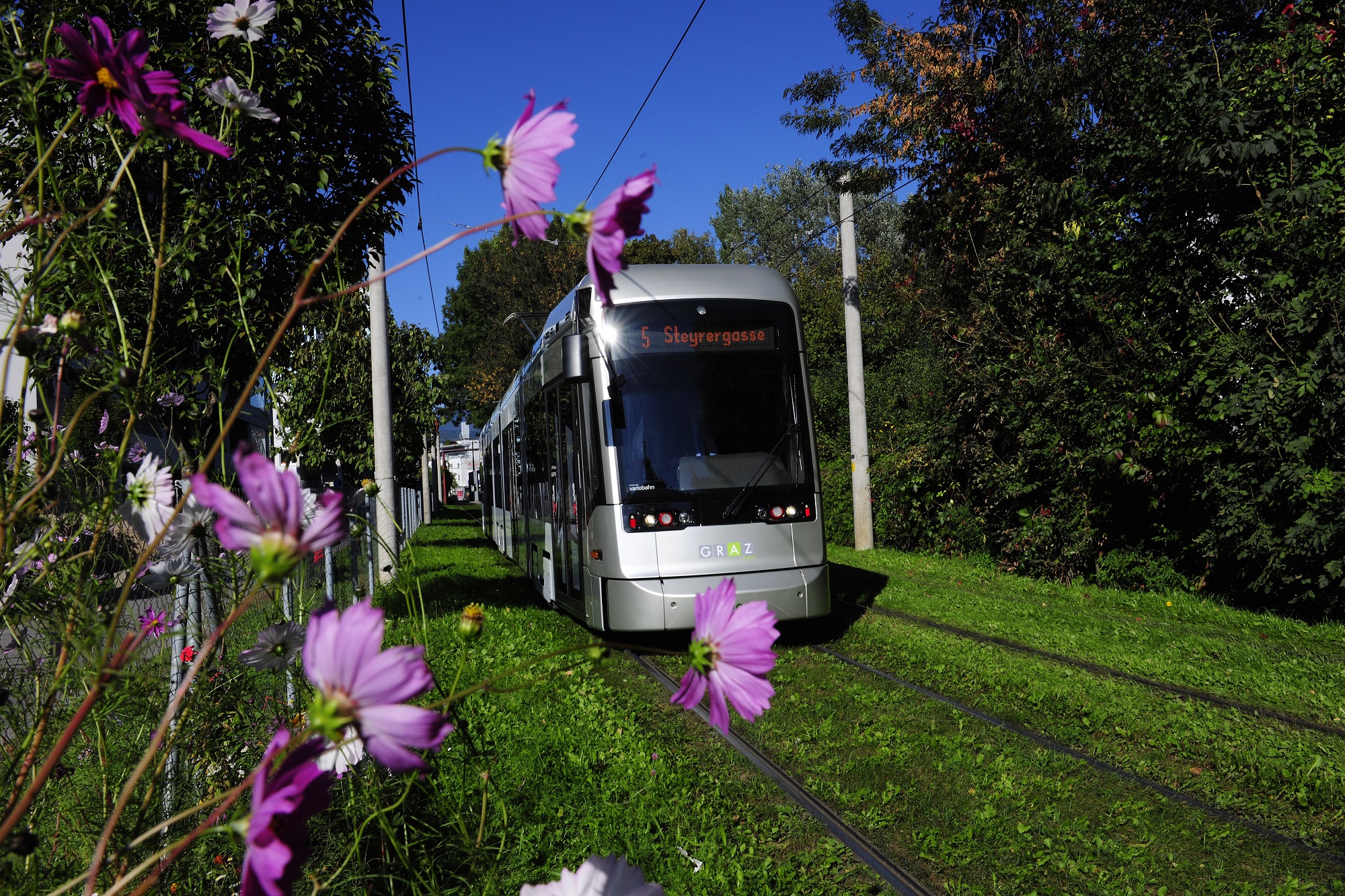 A Graz tram marked "5 Steyrergasse" travels on a grass track, with pink flowers in the foreground.
