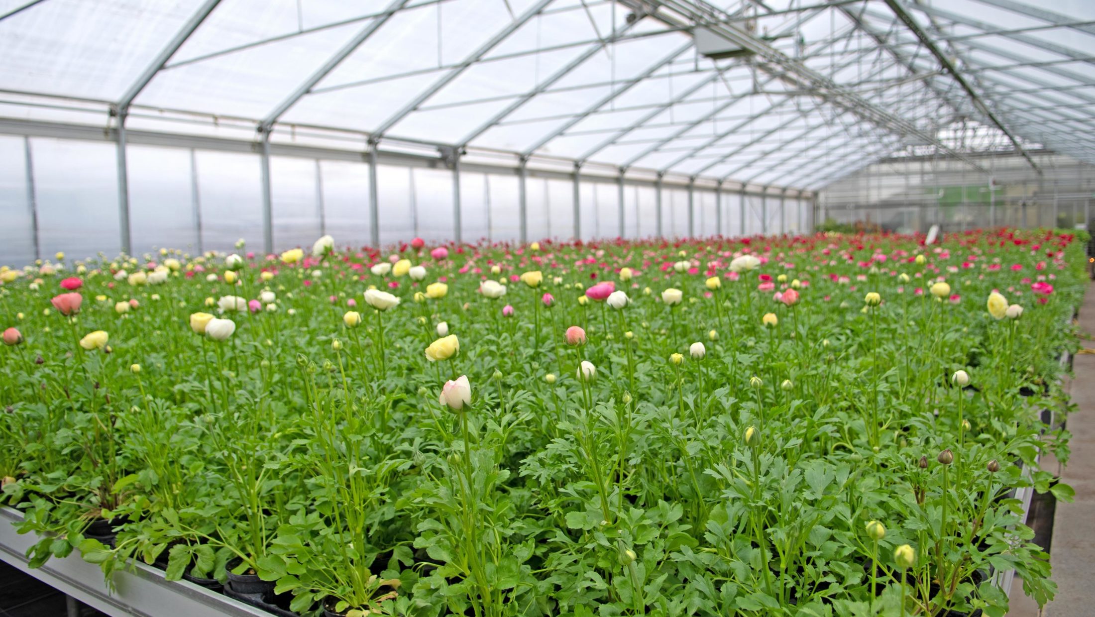 Ein großes Gewächshaus mit Reihen von Blumen in verschiedenen Farben, darunter Gelb, Rosa und Weiß.