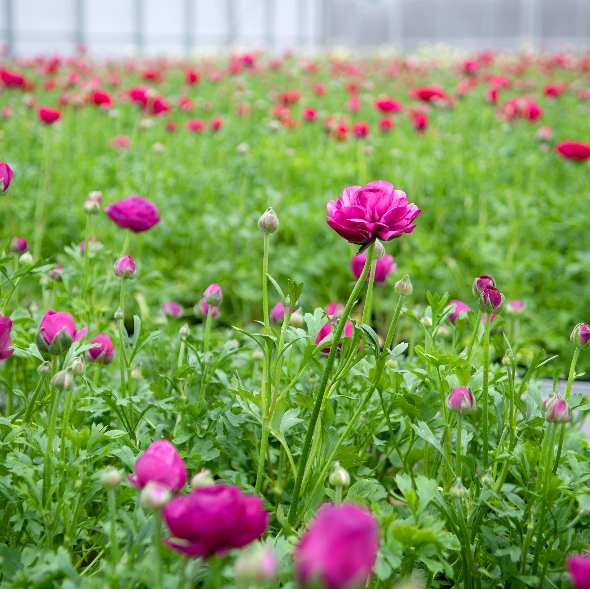 A close-up view of a field of pink ranunculus flowers in a greenhouse at the Holding Graz nursery.