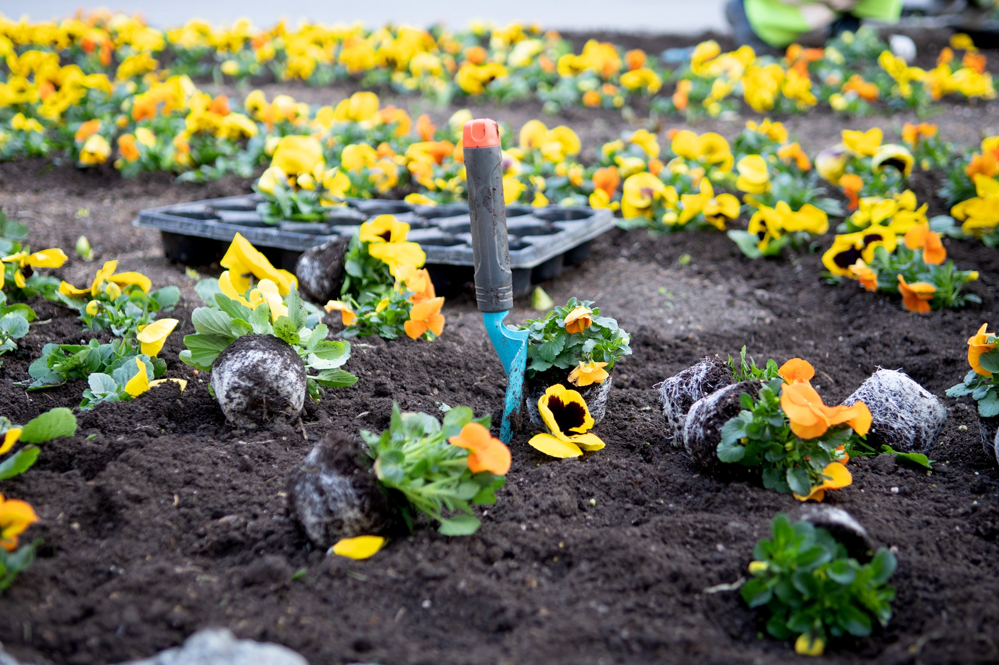 A blue garden shovel is stuck in the soil surrounded by yellow and orange pansies.
