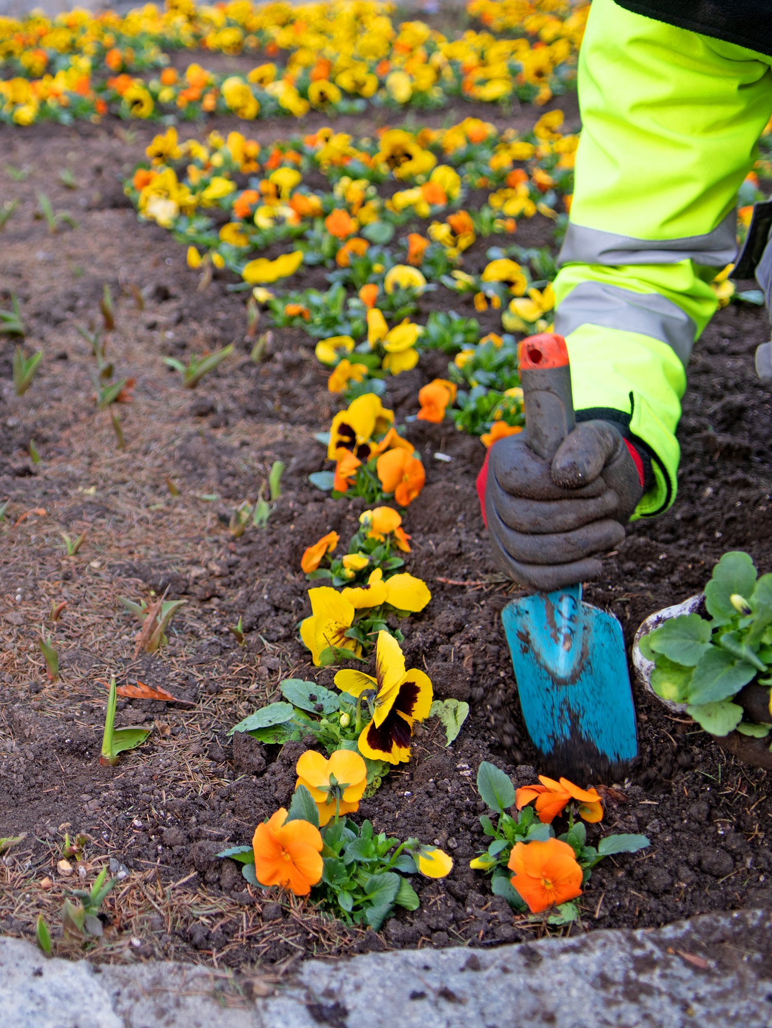 Gärtner in gelb-grauer Arbeitskleidung pflanzt mit Gartenschaufel Stiefmütterchen in einem Beet