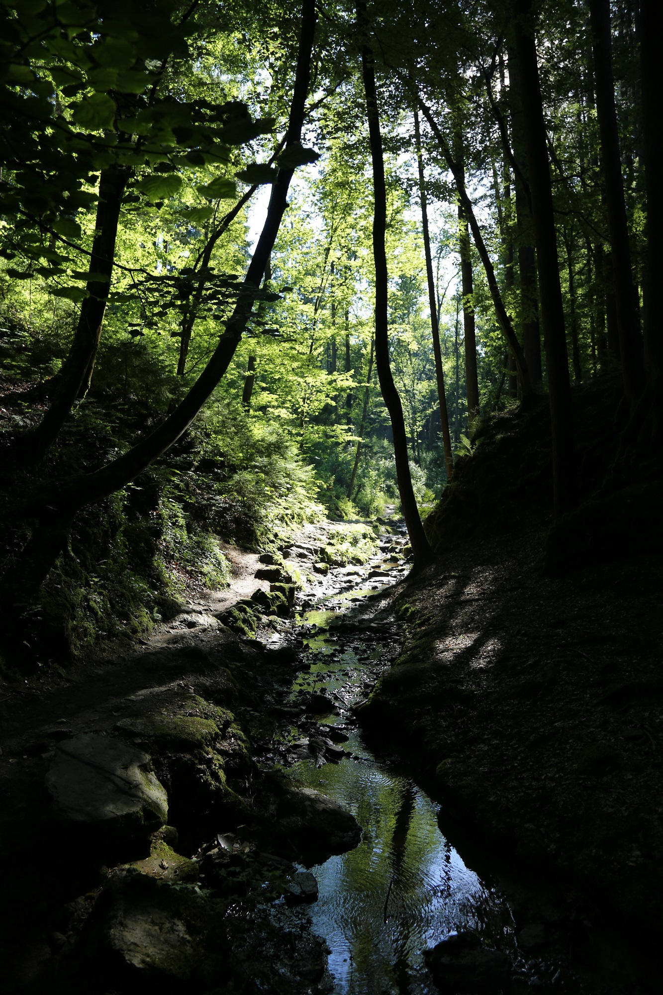 A small stream winds through a wooded gorge in the Leechwald near the Hilmteich in Graz, Austria.