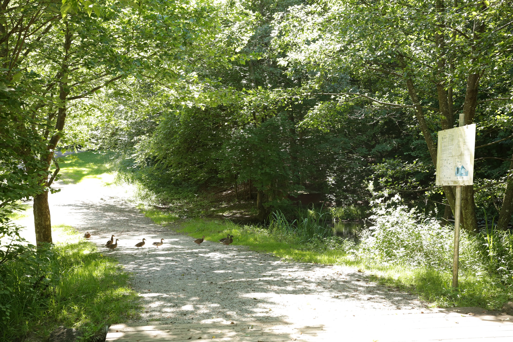 A family of ducks walks down a path in a wooded area at Lake Thalersee. A sign is on the right.
