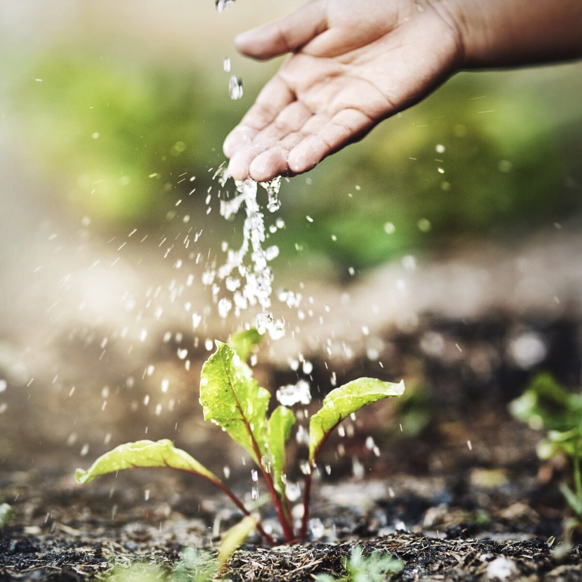Eine Hand gießt Wasser auf eine junge Pflanze im Garten, symbolisiert Pflege und Wachstum.