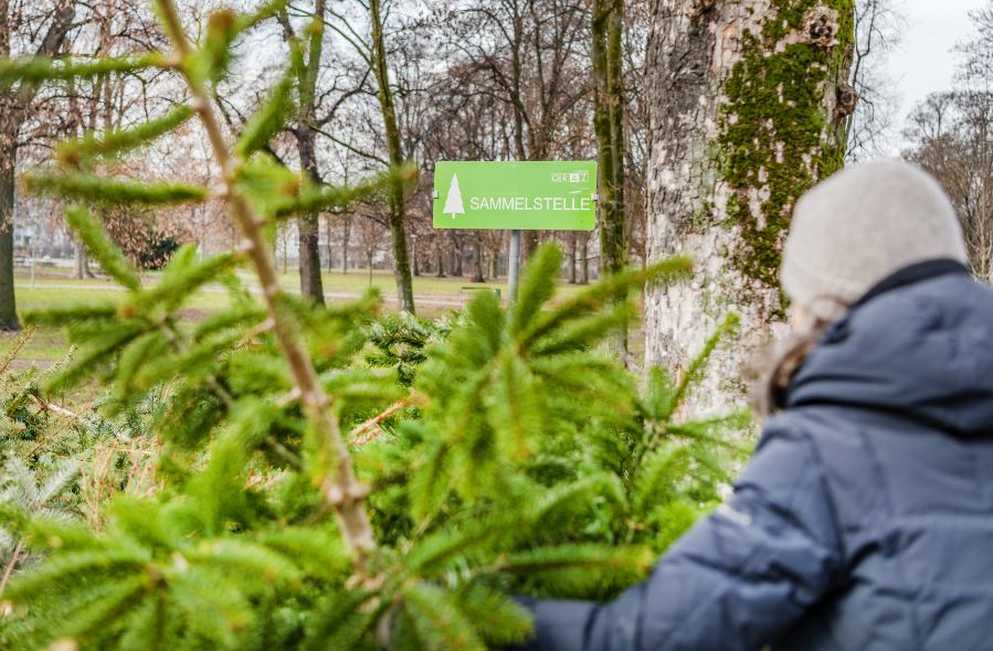 Person bringt Christbaum zu einer Sammelstelle im Park, Schild mit der Aufschrift "Sammelstelle".