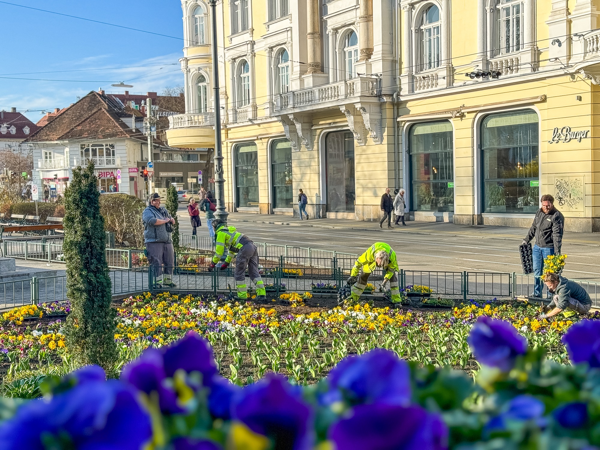 Mitarbeiter:innen bepflanzen ein Beet am Eisernen Tor in Graz mit gelben und violetten Blumen.