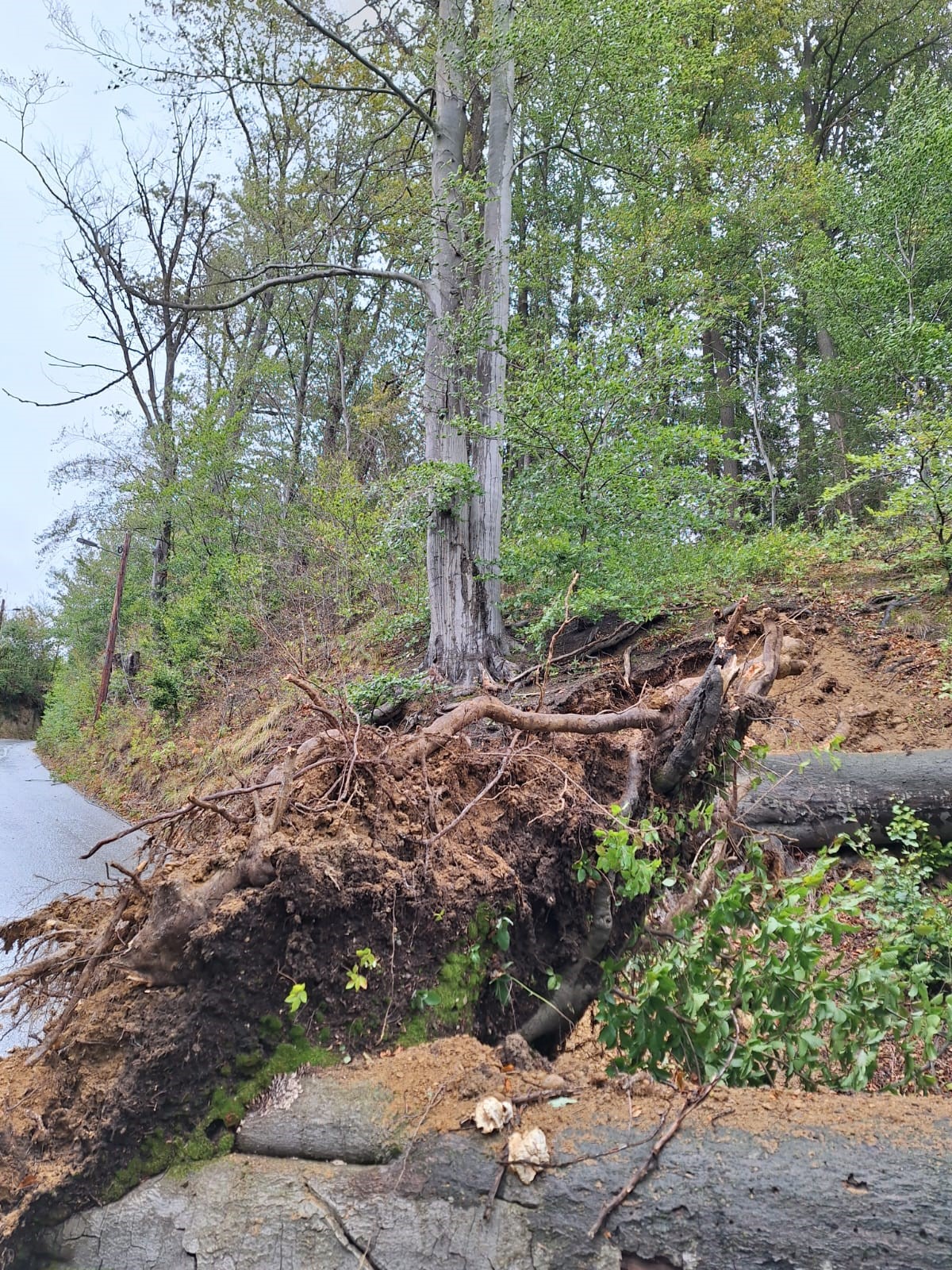Ein umgestürzter Baum blockiert eine Straße. Die Wurzeln des Baumes sind sichtbar.