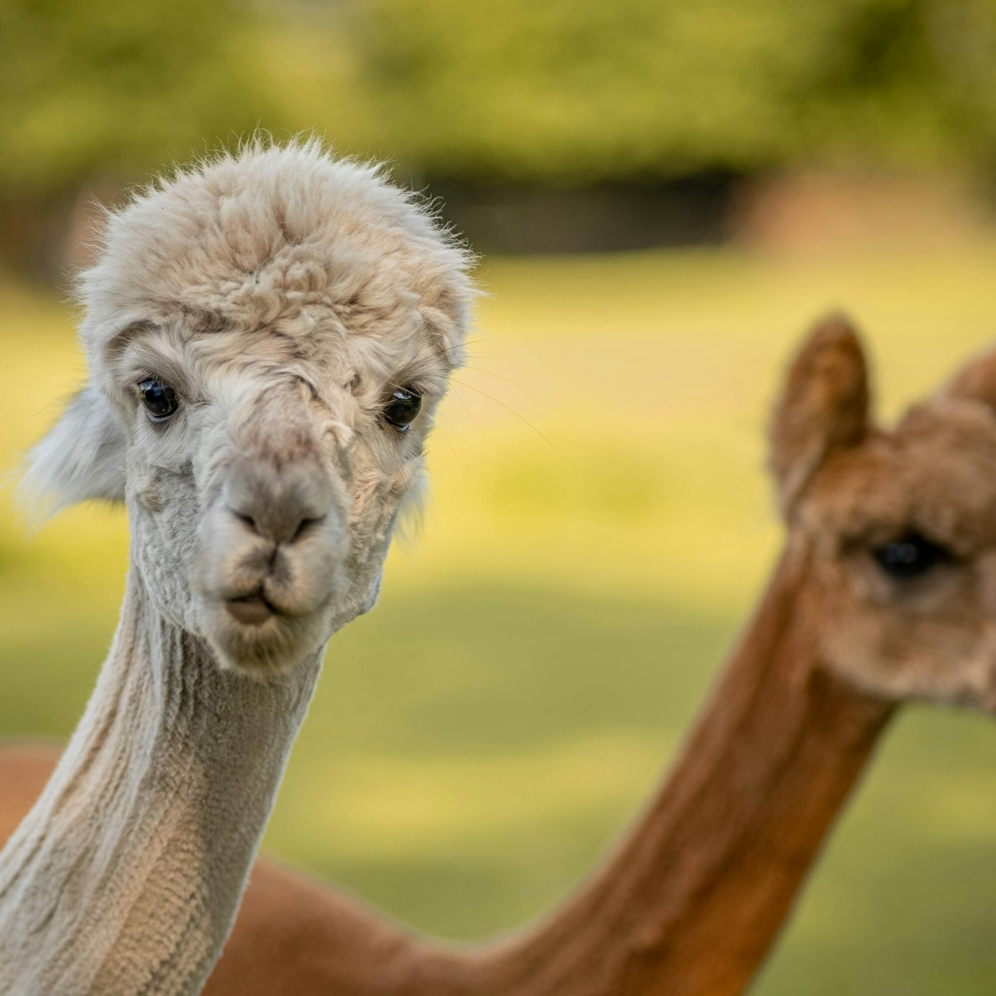 Ein weißes Alpaka schaut direkt in die Kamera, während ein braunes Alpaka im Hintergrund zu sehen ist.