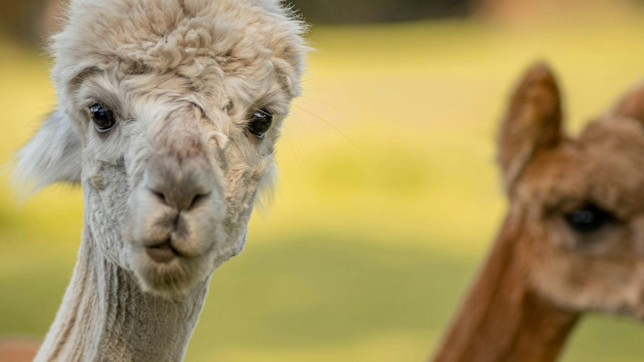 Ein weißes Alpaka schaut direkt in die Kamera, während ein braunes Alpaka im Hintergrund zu sehen ist.