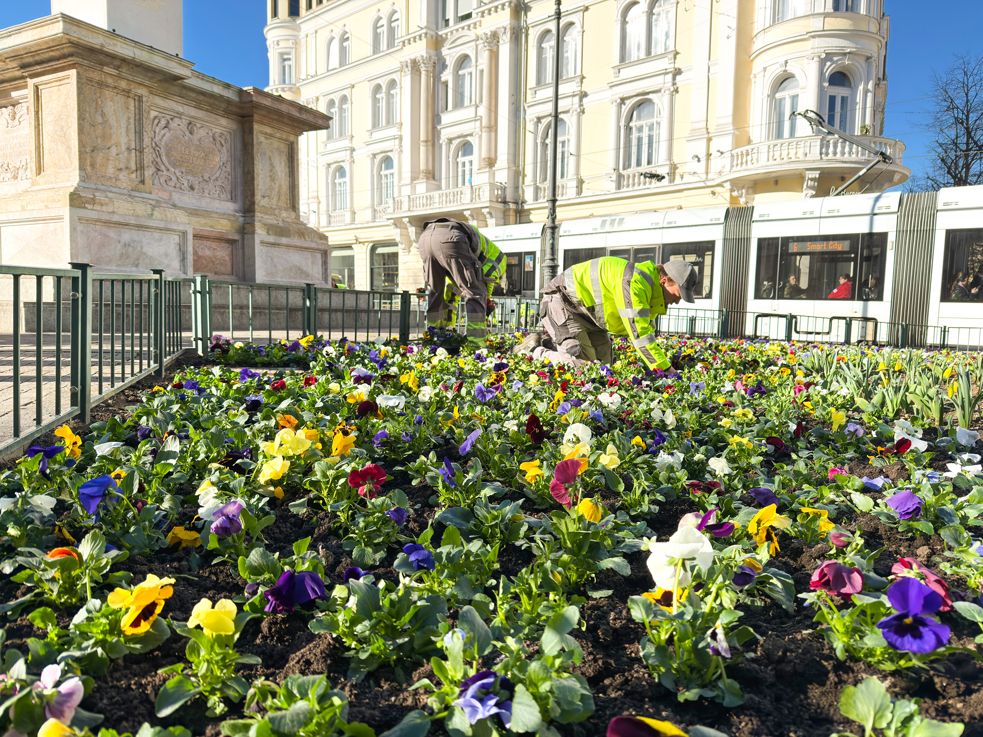 Gärtner pflanzen Blumen in Graz, Österreich. Straßenbahn im Hintergrund.